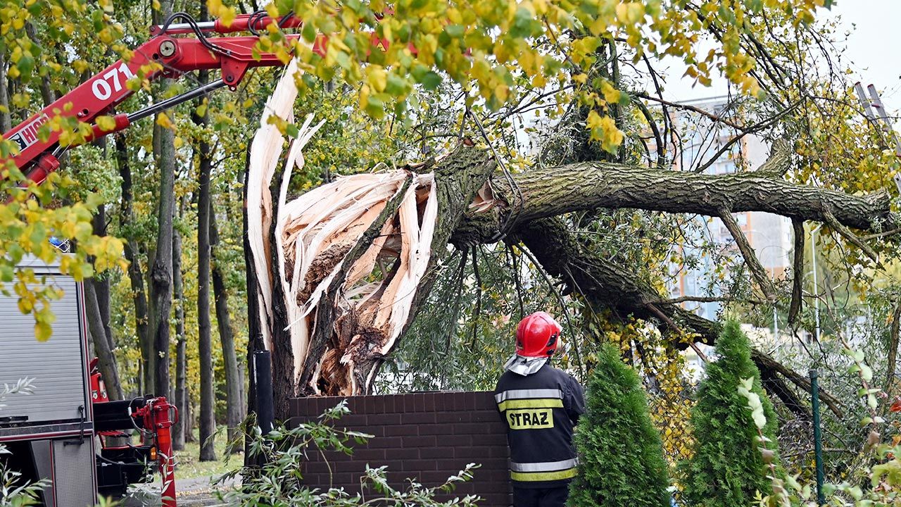Strażacy usuwają powalone drzewo na ul Modrej w Szczecinie (fot. PAP/Marcin Bielecki)
