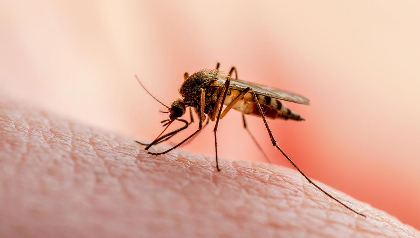 Komary wybierają swe ofiary po zapachu (fot. Shutterstock/nechaevkon)