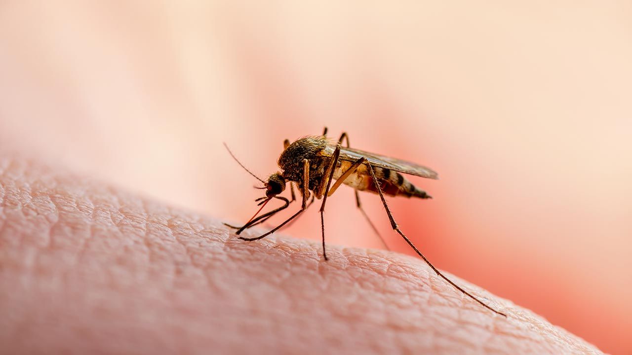 Jeśli zakazić komara bakterią, nie będzie rozprzestrzeniał śmiertelnego wirusa (fot. Shutterstock/nechaevkon)