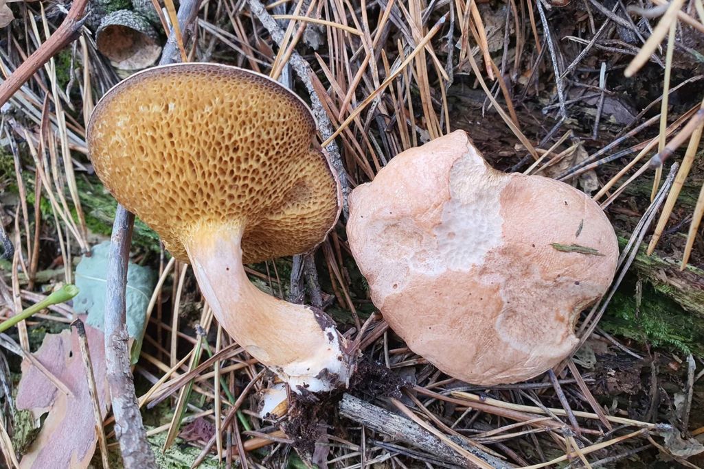 Казляк або рашэтнік. Фота: cromushrooms.eu