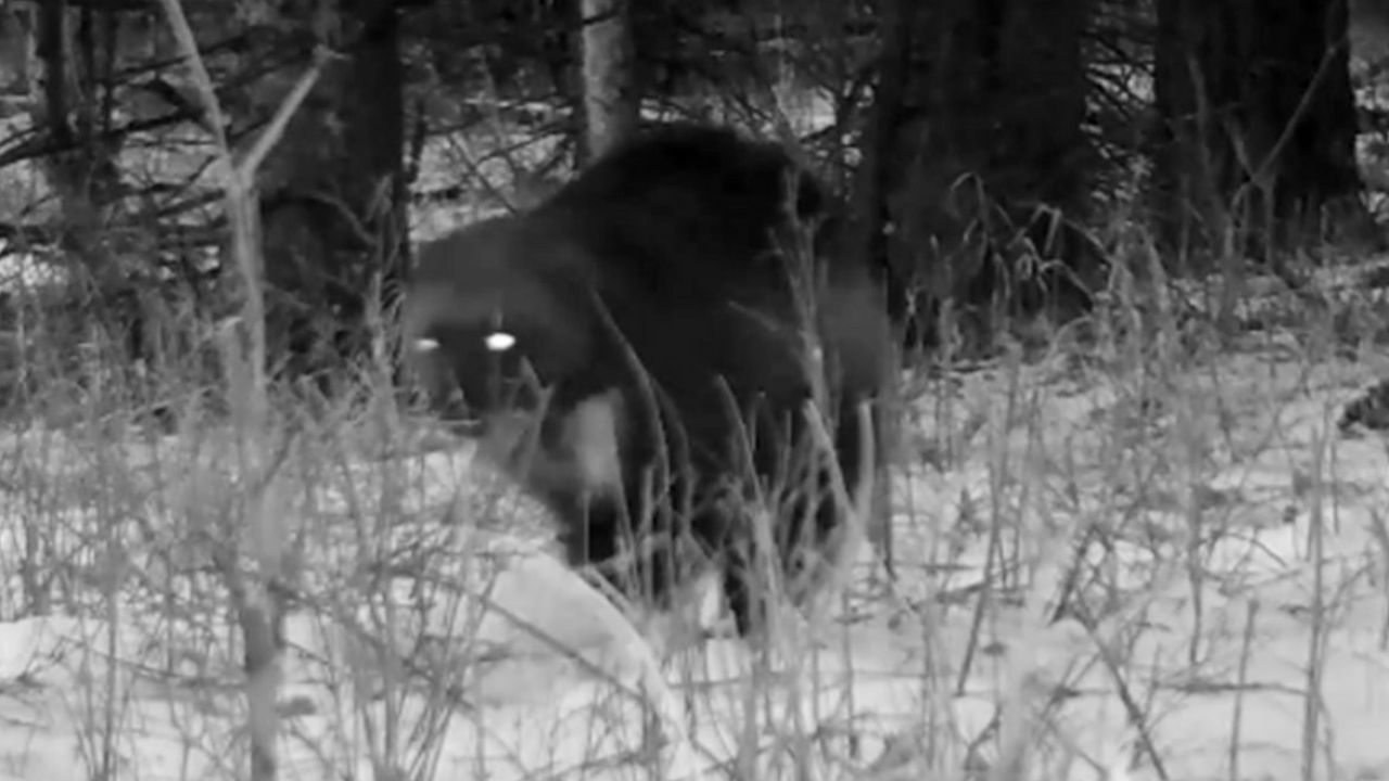 Do tej pory tylko siedem rosomaków zostało udokumentowanych w Parku Narodowym Yellowstone (fot. tt/@YellowstoneNPS) Do tej pory tylko siedem rosomaków zostało udokumentowanych w Parku Narodowym Yellowstone (fot. tt/@YellowstoneNPS)