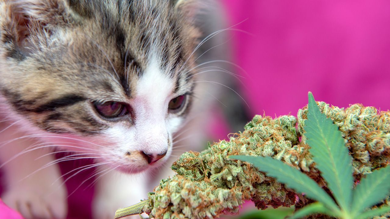 Adwokaci twierdzą, że zwierzę zostało podmienione (fot. Shutterstock/Roxana Gonzalez) Adwokaci twierdzą, że zwierzę zostało podmienione (fot. Shutterstock/Roxana Gonzalez)
