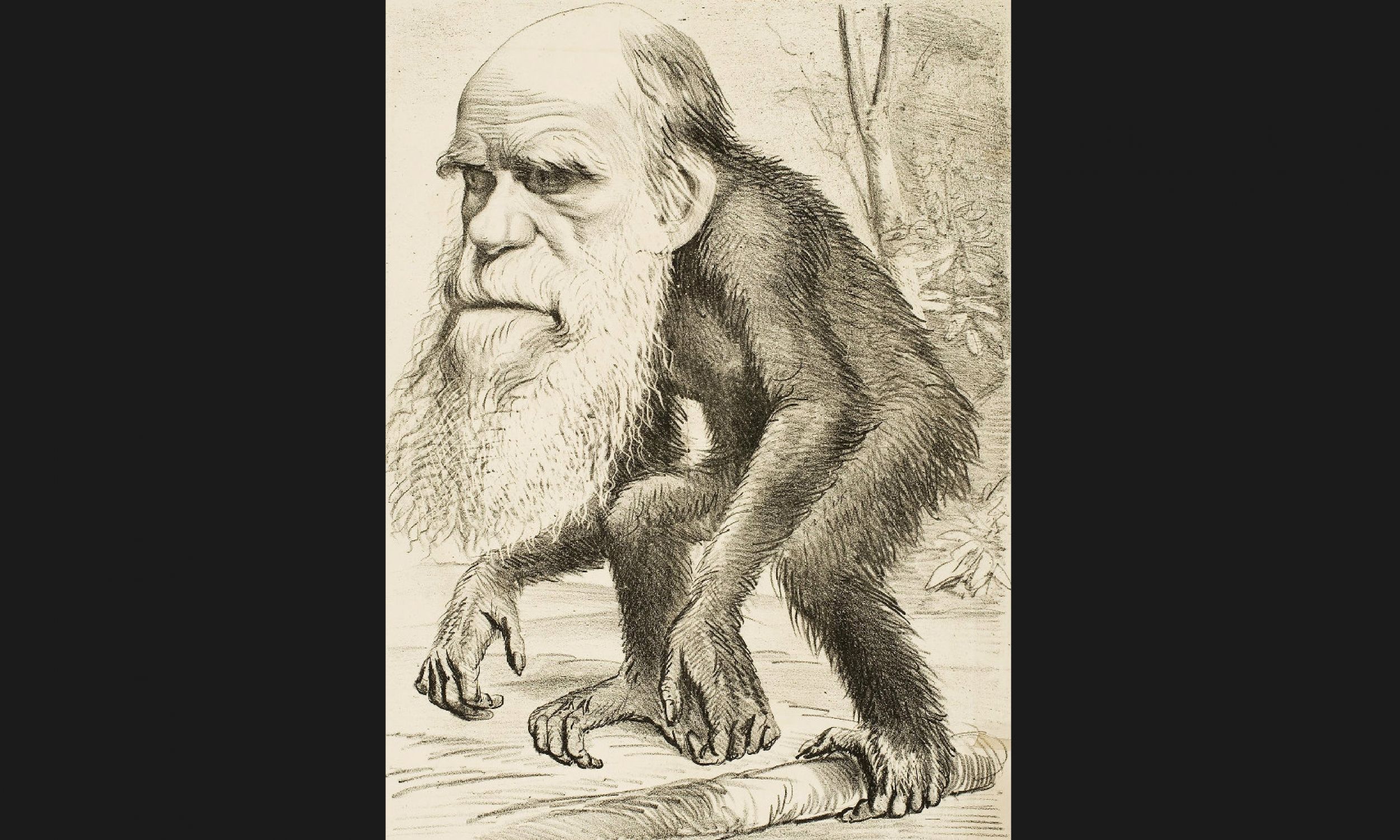 Karykatura Darwina, 1871 r. Fot. GraphicaArtis/Getty Images