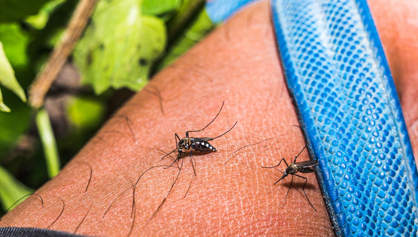 Co odstrasza komary? (fot. Getty Images)