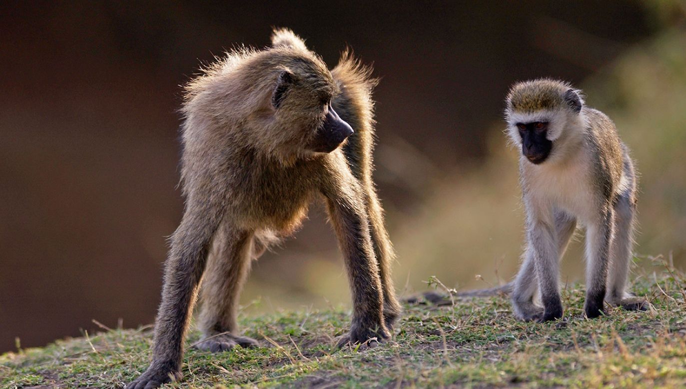 Te małpy są na Sint Marteen gatunkiem inwazyjnym (fot. Tim Graham/Getty Images)