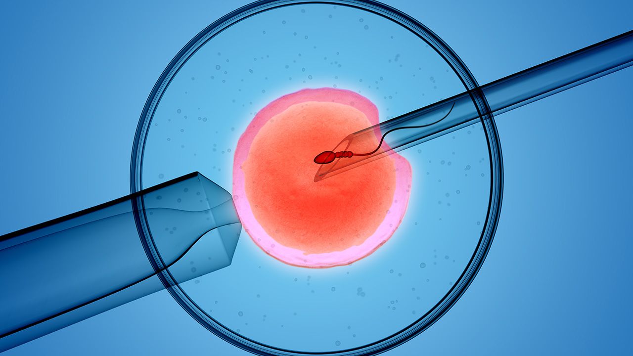 Podręcznik wyjaśnia, czym jest in vitro (fot. Shutterstock/medistock)