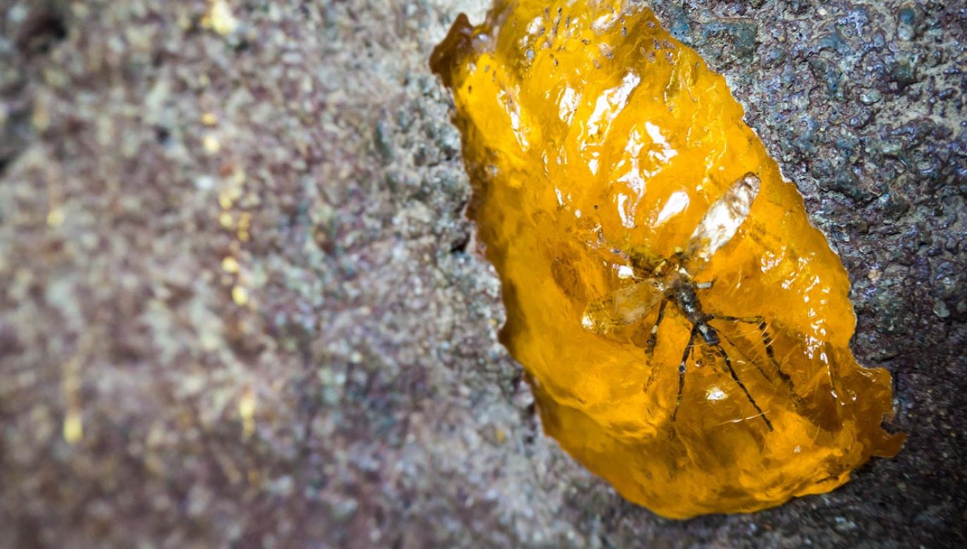 Owady prawdopodobnie żywiły się resztkami piór (fot. Shutterstock/oakemon)