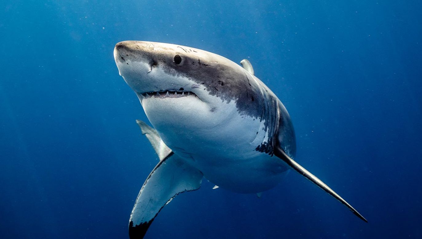 Do ostatniego ataku rekinów doszło w 2018 roku (fot. Shutterstock)