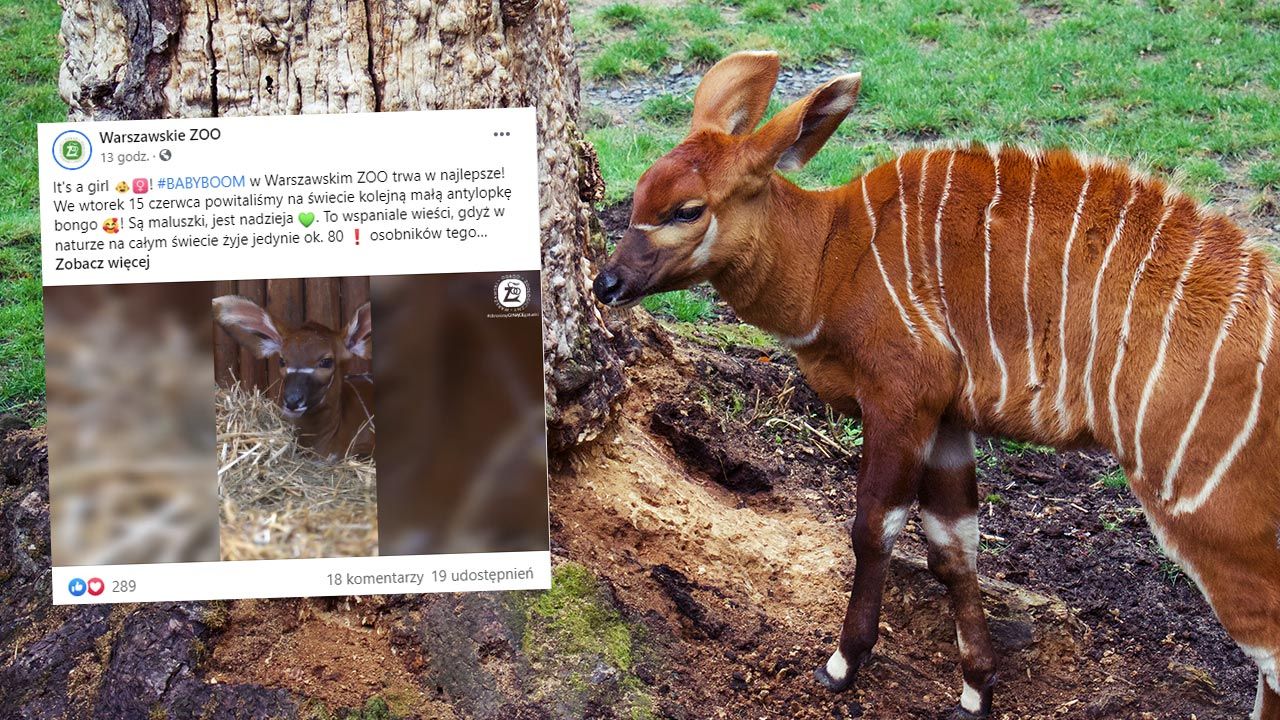 Maleńka antylopa nie ma jeszcze imienia (fot. Shutterstock/JMP_Traveler, zdjęcie ilustracyjne; Facebook/Warszawskie ZOO) Maleńka antylopa nie ma jeszcze imienia (fot. Shutterstock/JMP_Traveler, zdjęcie ilustracyjne; Facebook/Warszawskie ZOO)
