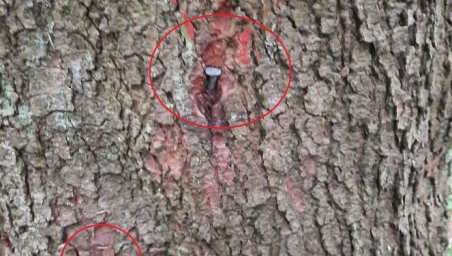 Gwoździe znalezione w drzewach na terenie Nadleśnictwa Lutowiska (fot. Lasy Państwowe)