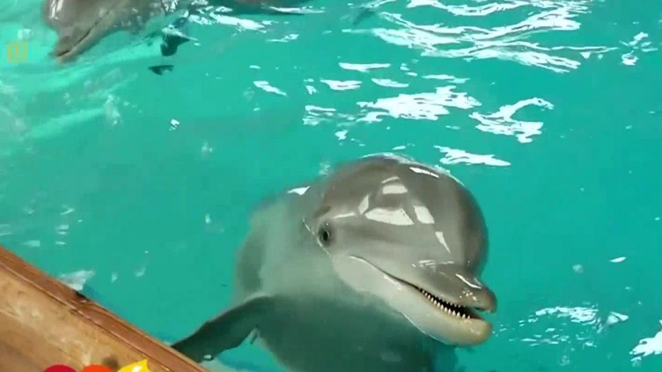 Delfiny Krotkoglowe Na Granicy Wyginiecia
