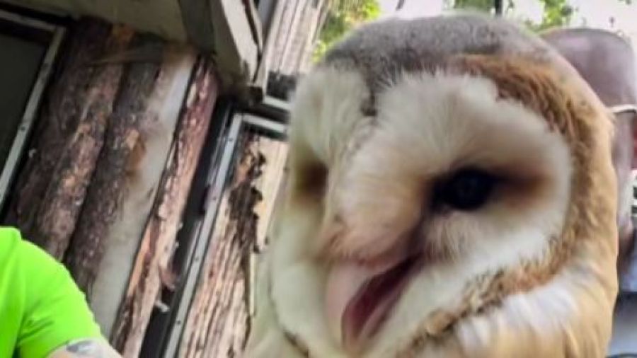 Sowy płomykówki w Nowym Zoo w Poznaniu, Nowe Zoo Poznań, Harry Potter (fot. FB/Zoo Łódź)