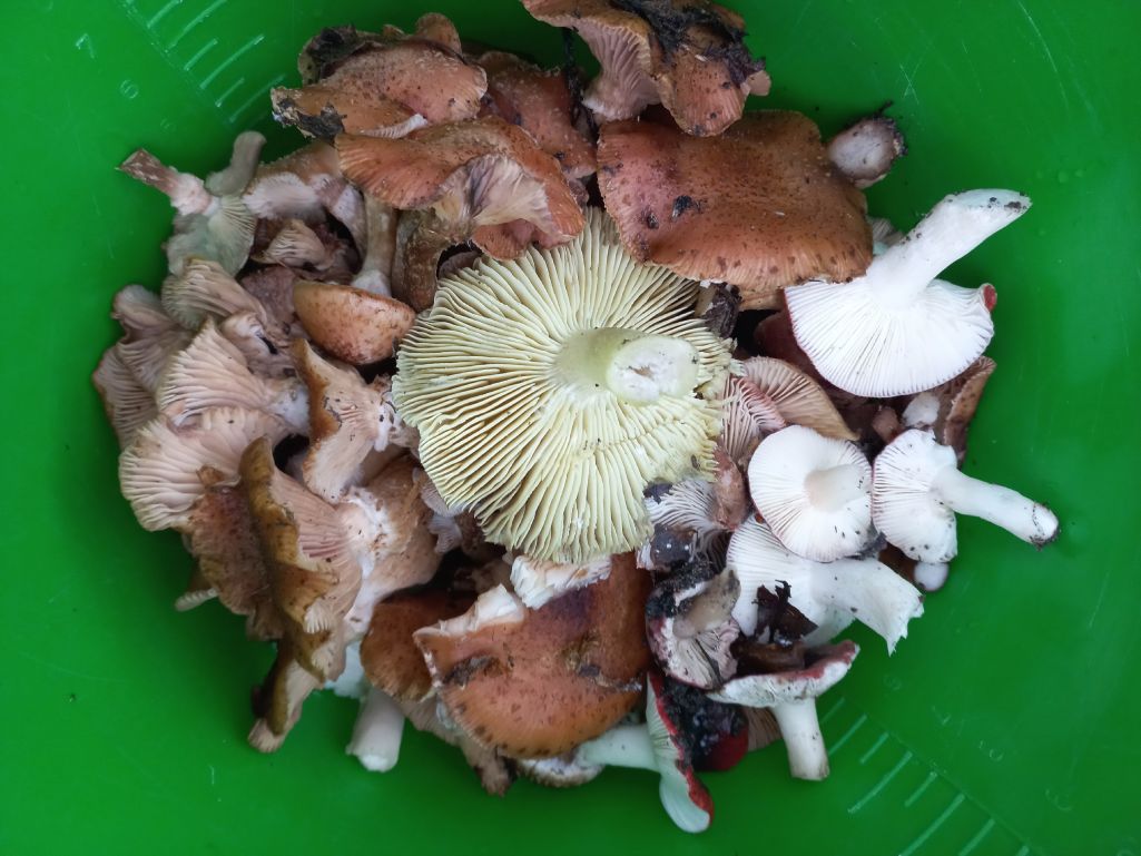 Гомельский район, 12 ноября. Фото: Группа ВК «Грибы: грибные войска Беларуси»