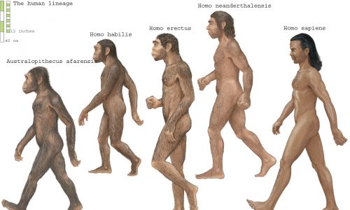 Ludzka linia: Australopithecus afarensis, Homo habilis, Homo erectus, Homo neanderthalensis i Homo sapien. Fot. Encyclopaedia Britannica / UIG via Getty Images