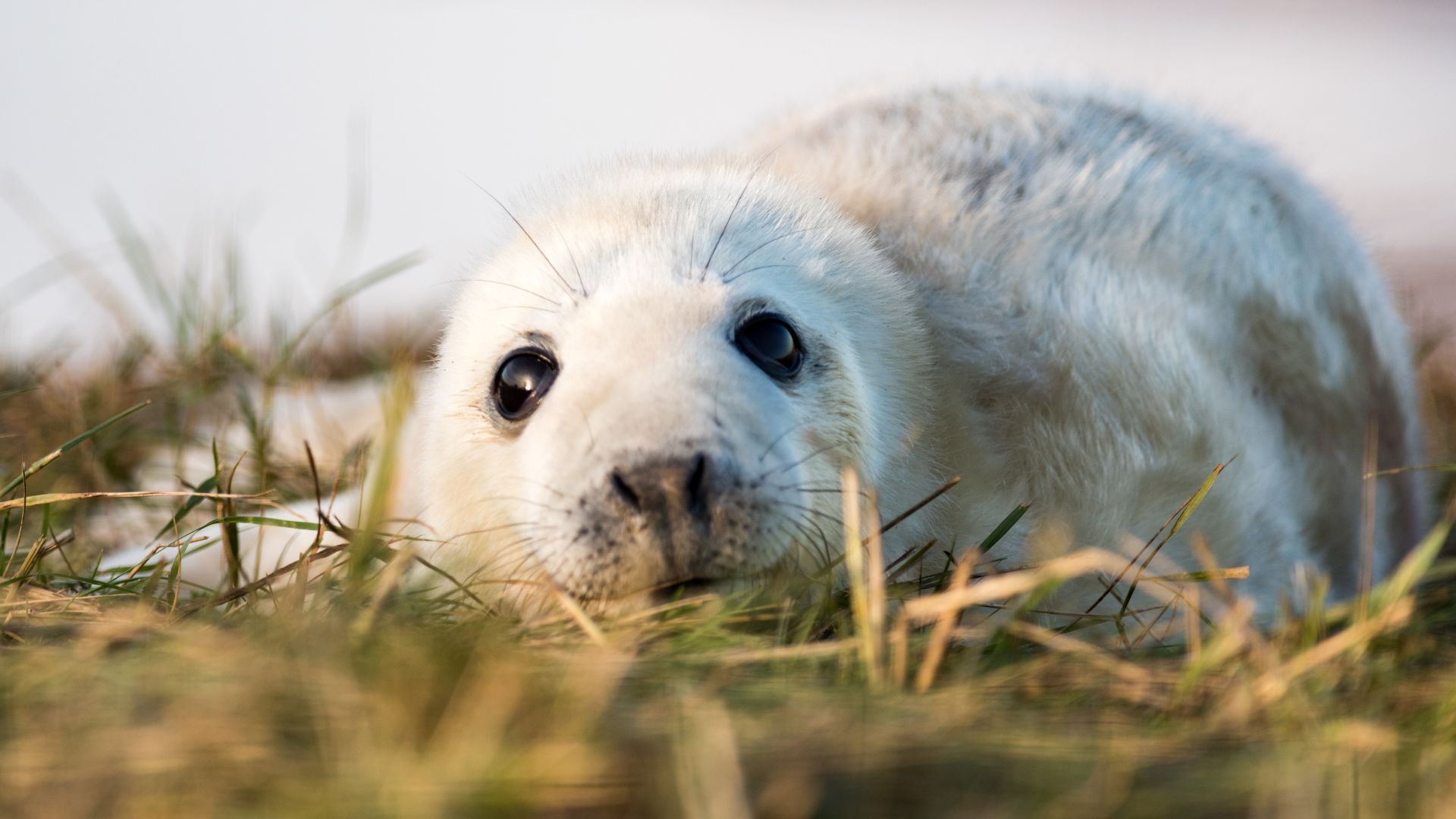 Foka pokryta białym i delikatnym futerkiem. Lanugo występuje także na skórze noworodka w pierwszych tygodniach jego życia. Fot. Wayne Tuckwell/Shutterstock