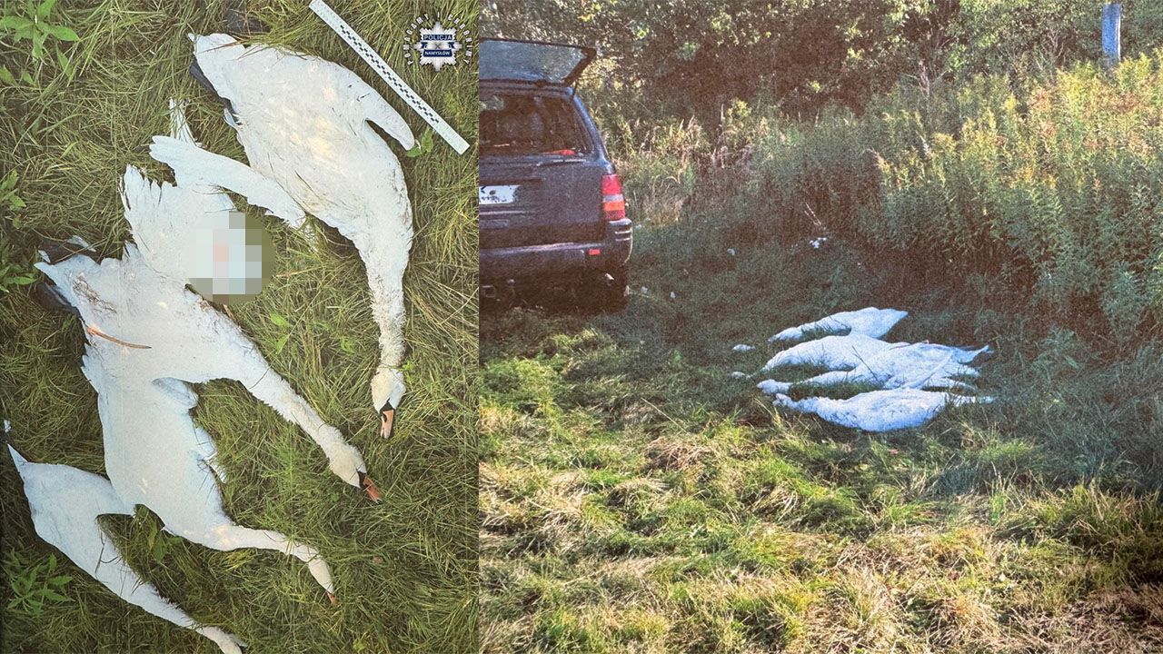 Myśliwi zastrzelili łabędzie objęte ochroną. Tłumaczyli się „pomyłką”