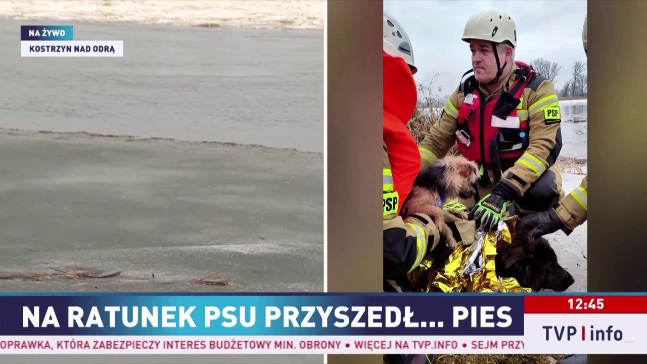 Na ratunek psu ruszył... pies