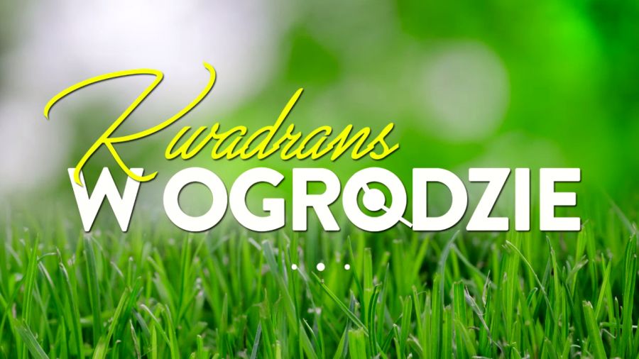 Kwadrans w ogrodzie