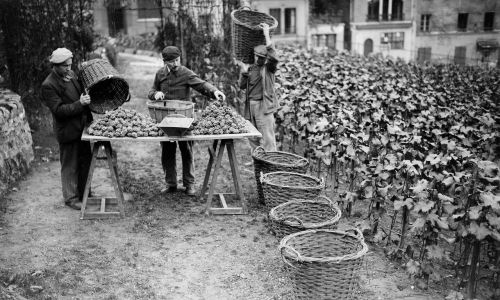 Сбор винограда на Rue des Saulesе на Монмартре, Париж, 1941 год. LAP-5083 Фото Roger Viollet via Getty Images
