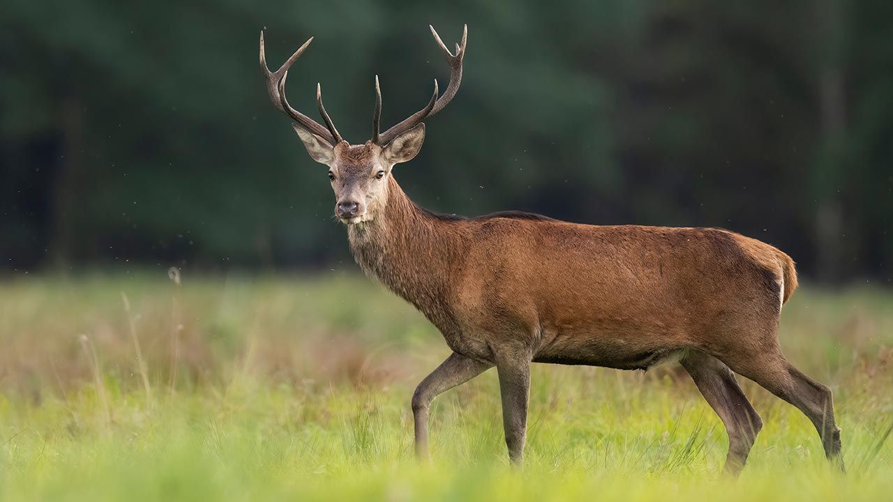 Jeleń zdechł (fot. Shutterstock/Piotr Krzeslak, zdjęcie ilustracyjne) Jeleń zdechł (fot. Shutterstock/Piotr Krzeslak, zdjęcie ilustracyjne)