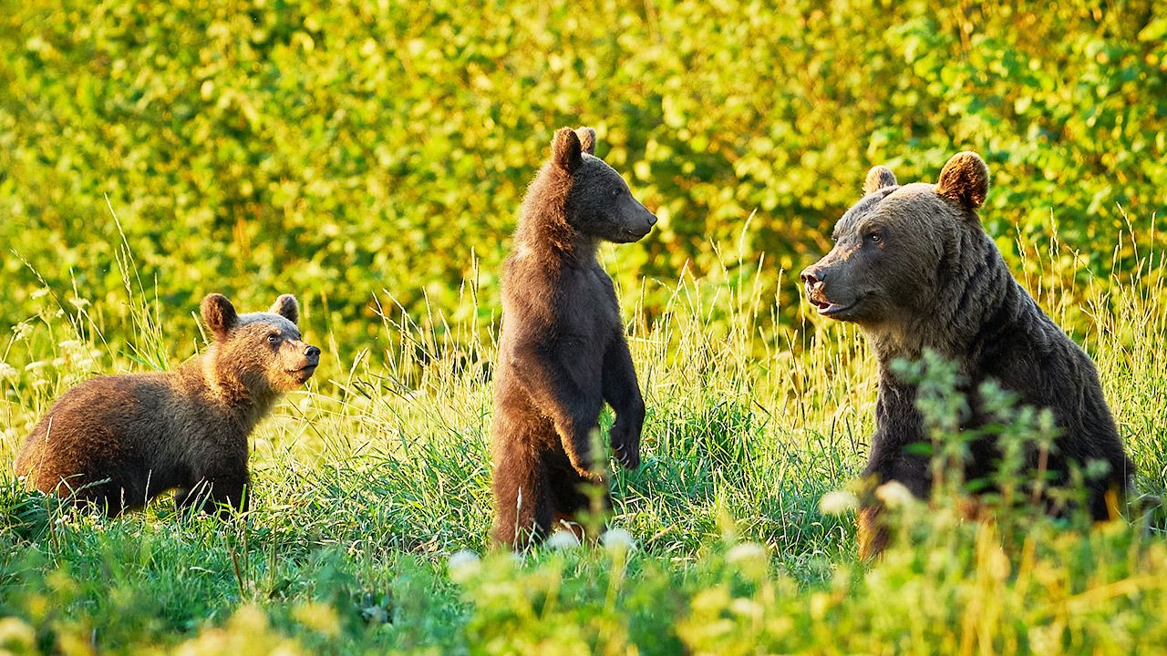 Na razie niedźwiedzie są zbyt małe, aby przenieść się z mamą w inne miejsce (fot. Shutterstock) Na razie niedźwiedzie są zbyt małe, aby przenieść się z mamą w inne miejsce (fot. Shutterstock)