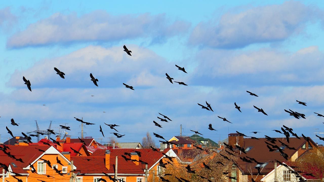 Comportament ciudat al păsărilor înainte de cutremur din România