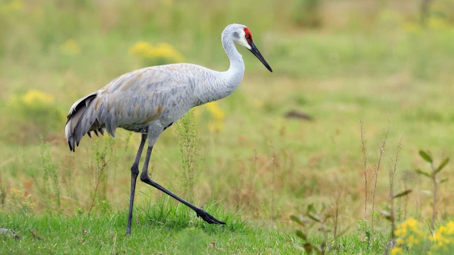 Sandhill cranes are native almost exclusively to North America. Photo: Bruce Bennett/Getty Images