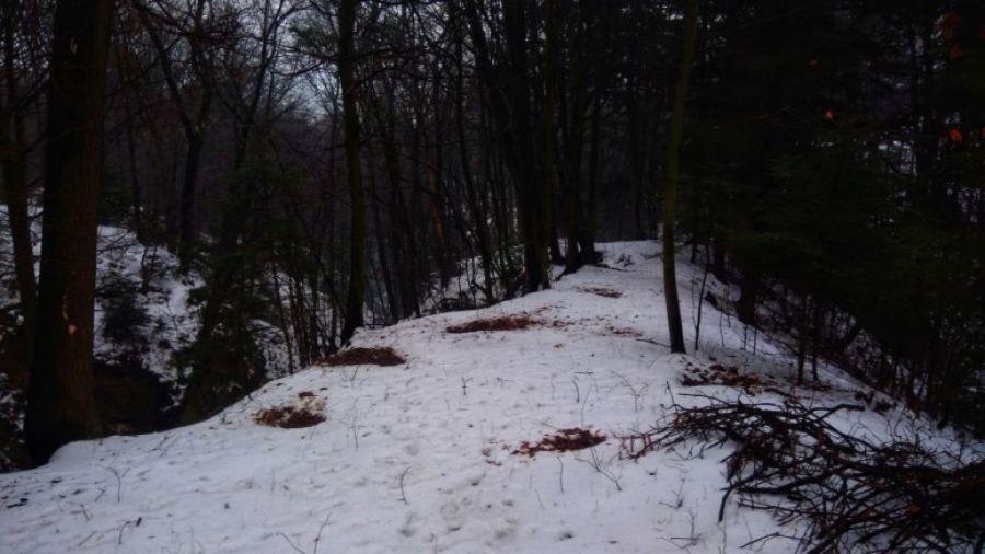 fot.: Lasy Państwowe
