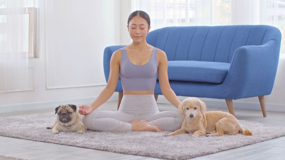 Puppy yoga na cenzurowanym ćwiczenia z psami tak, ale