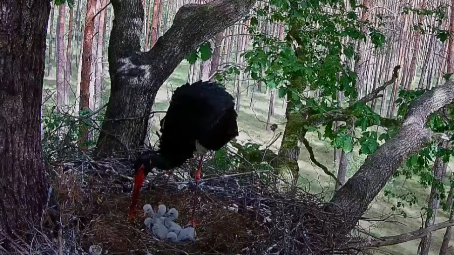 Bolewice: gniazdo czarnych bocianów, Królewicz i Skierka mają pięcioro piskląt (fot. Bocian czarny online Bolewice N2000/Youtube)
