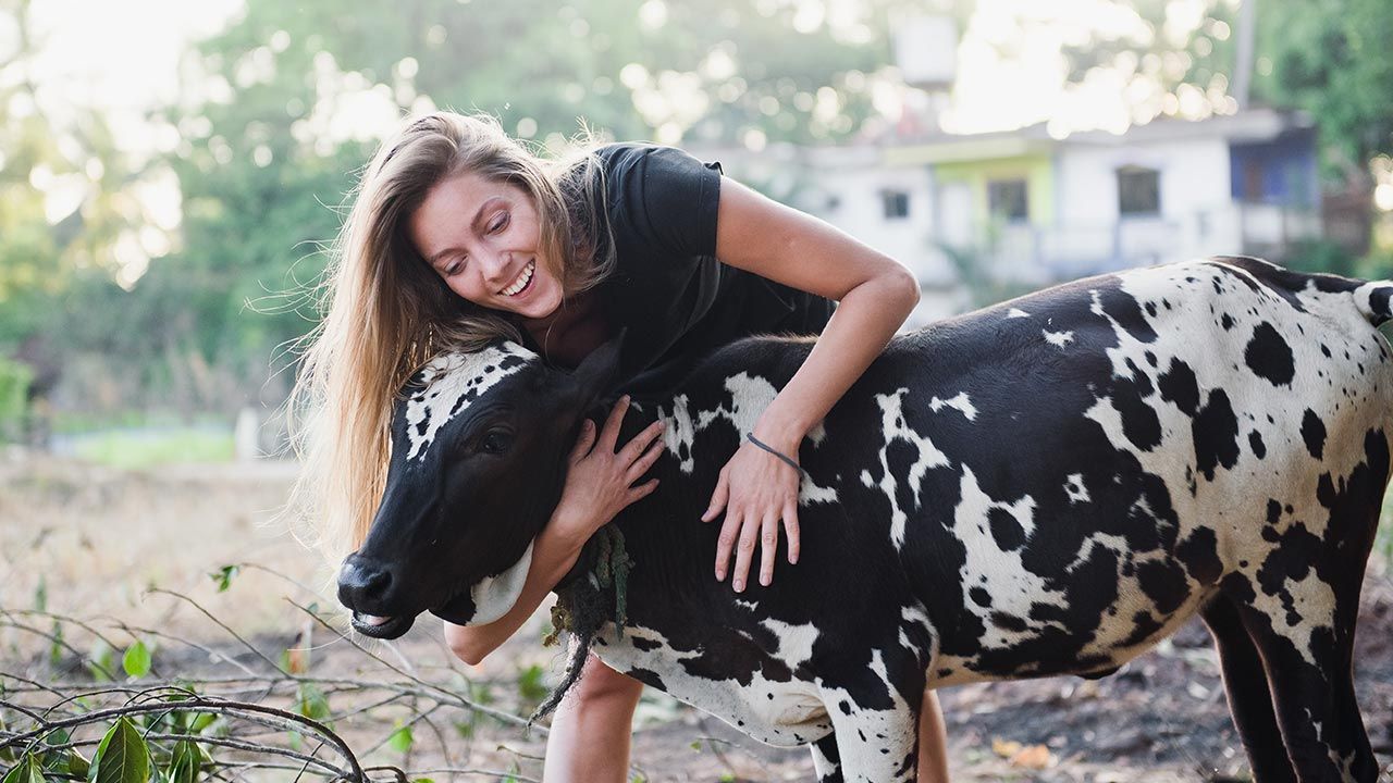  „Przytulanie krów przyniesie emocjonalne bogactwo” (fot. Shutterstock/Machekhin Evgenii)