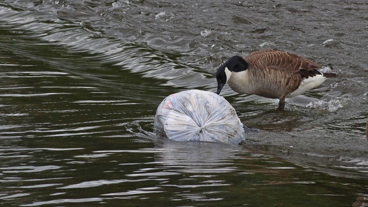 Ptaki często połykają fragmenty plastiku, biorąc je prawdopodobnie za pokarm (fot. pixabay/GWizUK)