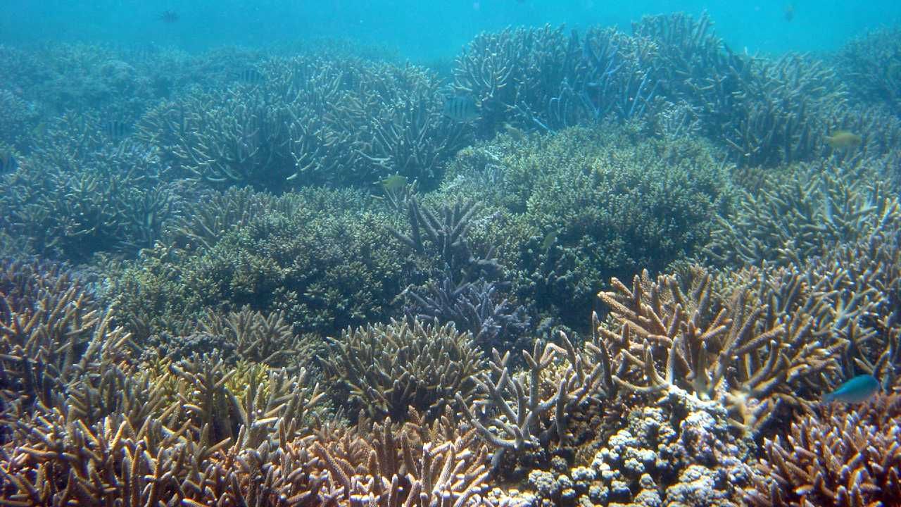 Wielka Rafa Koralowa rozciąga się na długości 2300 km wzdłuż wybrzeża Australii (fot. NASA)