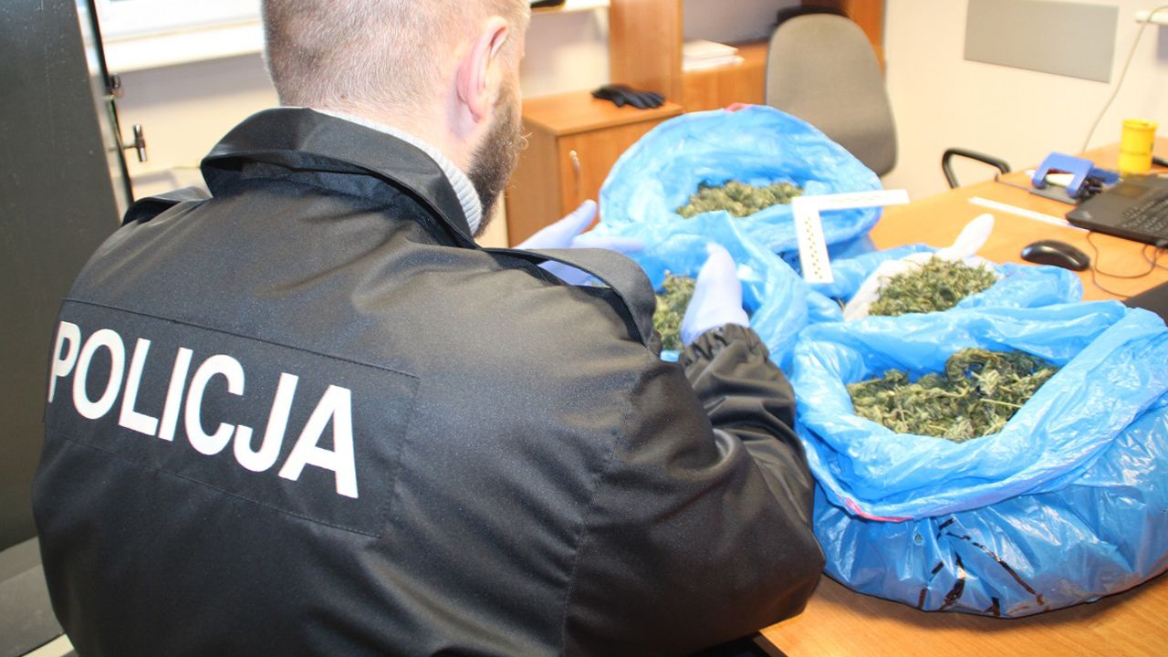 Grupa mogła rozprowadzić nawet tonę marihuany (fot. policja.pl) Grupa mogła rozprowadzić nawet tonę marihuany (fot. policja.pl)