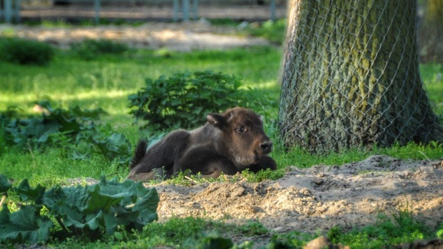 W Wielkopolsce urodziły się dwa żubry (fot. Ośrodek Kultury Leśnej w Gołuchowie)