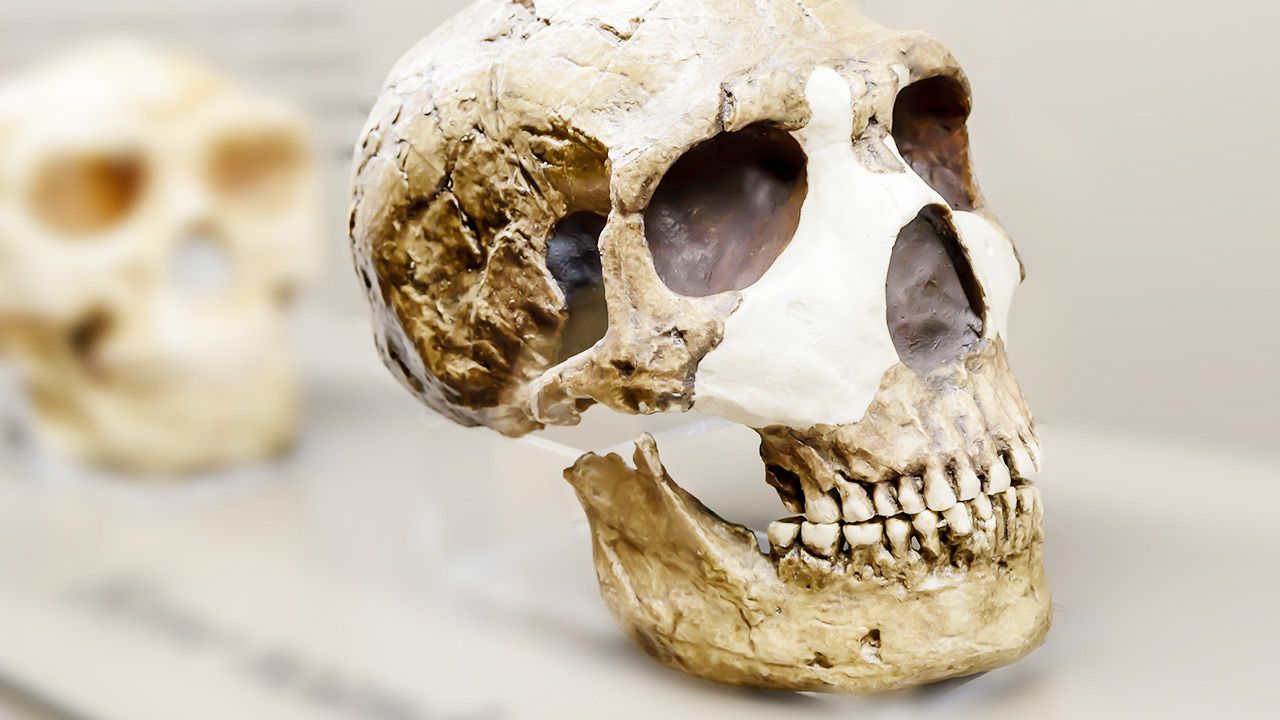 Tak wygląda czaszka neandertalczyka (fot. Shutterstock)
