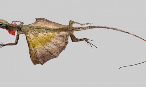 Draco volans, czyli smok latający, żyjący w Azji Południowo-Wschodniej. Ma około 20-centymetrową i błoniaste skrzydła. Fot. Wikimedia Commons/H. Zell - Praca własna, CC BY-SA 3.0