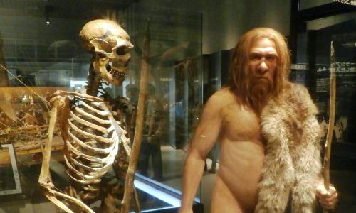 Model szkieletu i rekonstrukcja wyglądu neandertalczyka (La Ferrassie 1). Wystawa w Narodowym Muzeum Przyrody i Nauki w Tokio. Fot. Wikimedia/Photaro, CC BY-SA 3.0