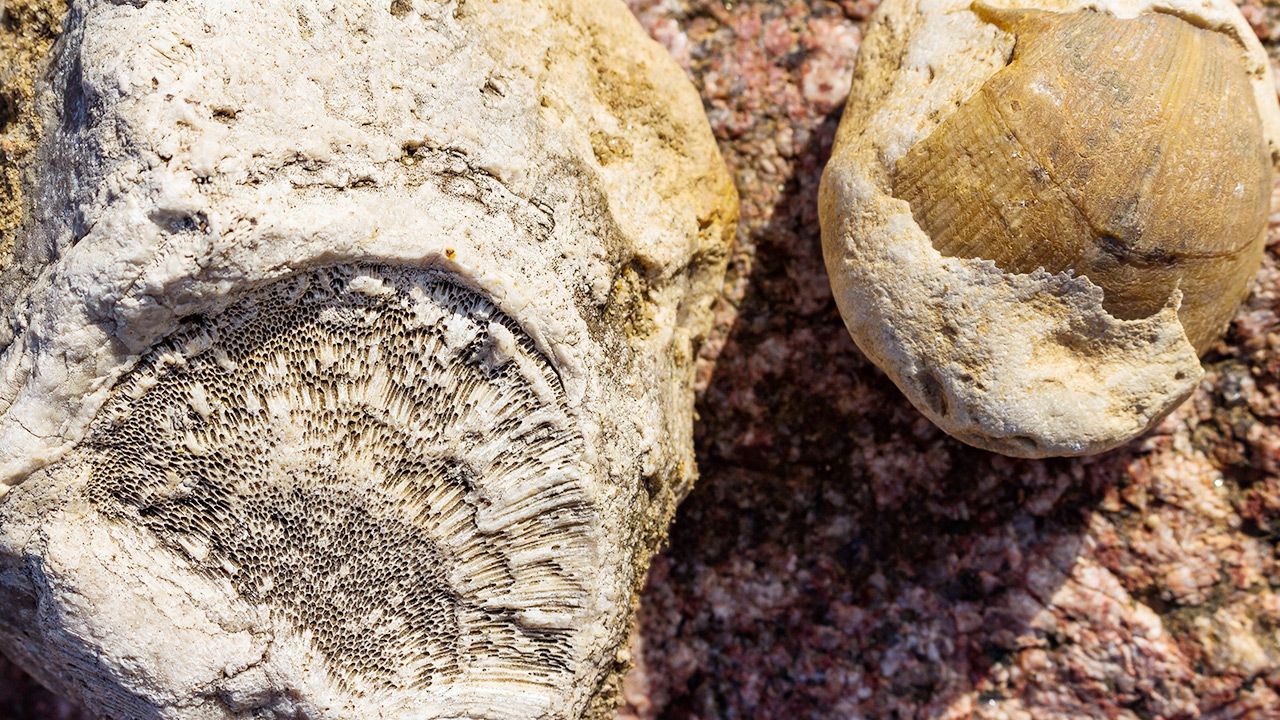 W Kanadzie naukowcy prawdopodobnie znaleźli najstarsze skamieliny zwierząt (fot. Shutterstock) W Kanadzie naukowcy prawdopodobnie znaleźli najstarsze skamieliny zwierząt (fot. Shutterstock)