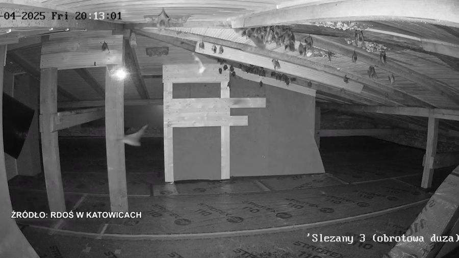 Wszystkie krajowe gatunki nietoperzy są ściśle chronione. Fot. RDOŚ Katowice