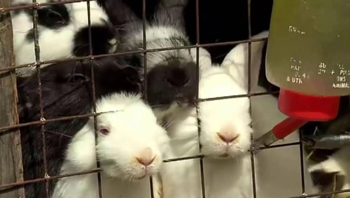 Rosną koszty hodowli królików (fot. TVP)