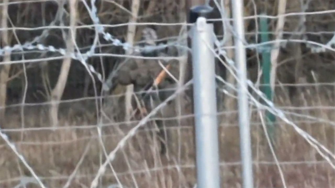 Ministerstwo Obrony Narodowej pokazuje film nagrany na granicy polsko-białoruskiej (fot. tt/@MON_GOV_PL) Ministerstwo Obrony Narodowej pokazuje film nagrany na granicy polsko-białoruskiej (fot. tt/@MON_GOV_PL)