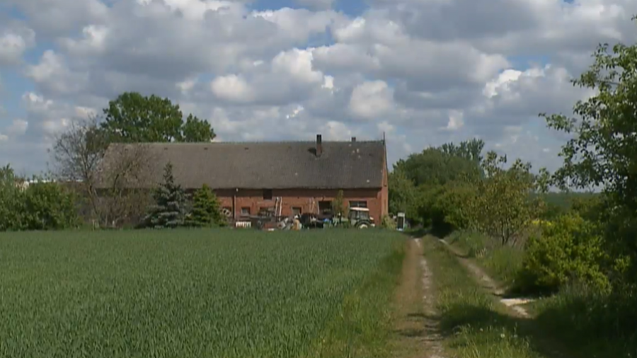 Trzemeszno: schorowany 70-latek opiekował się setką psów, fatalne warunki, zaniedbanie (fot. TVP3 Poznań)