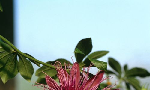 Віночок квітки може символізувати терновий вінець. Фото: DPA/PAP 