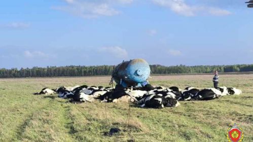Каровы, якіх забіла ўдарам маланкі. Фота: ДКСЭ
