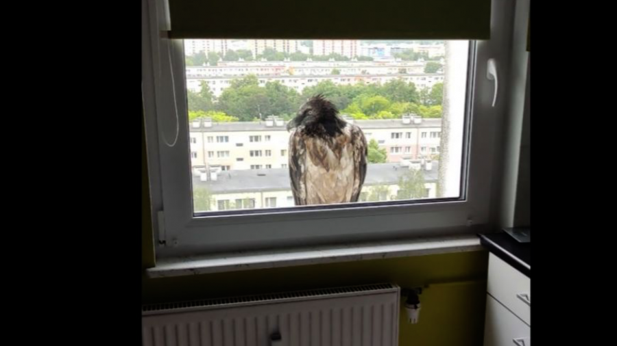 Smutne wieści z zoo. „Wzbudzał zachwyt swoją wolnością” (fot. Maciej Mleczko)