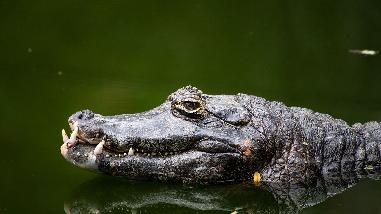 Mireczek jest cały i zdrowy (fot. Shutterstock; zdjęcie ilustracyjne) Mireczek jest cały i zdrowy (fot. Shutterstock; zdjęcie ilustracyjne)