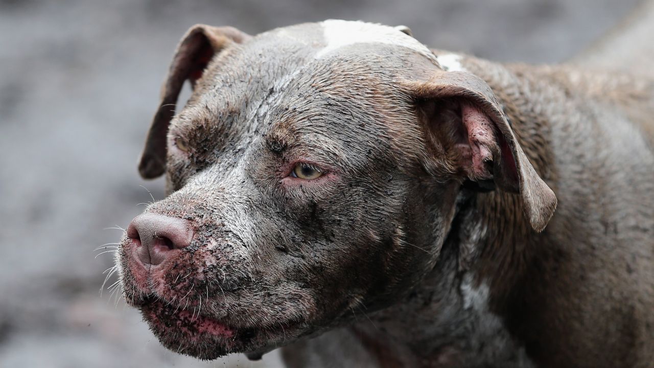 Pies został uśpiony po ataku (zdjęcie ilustracyjne; fot. Bruce Bennett/Getty Images)