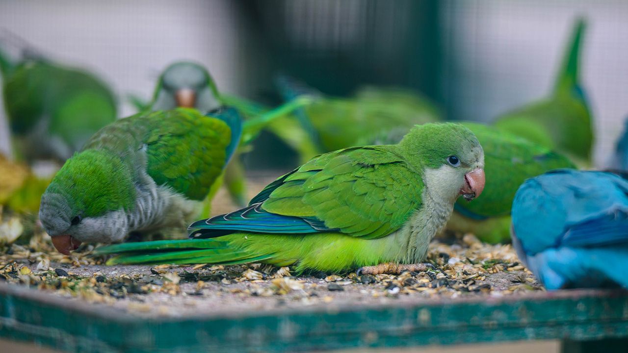 Papugi sprowadzano od lat 80. XX w. (fot. Shutterstock/Uliya Krakos)
