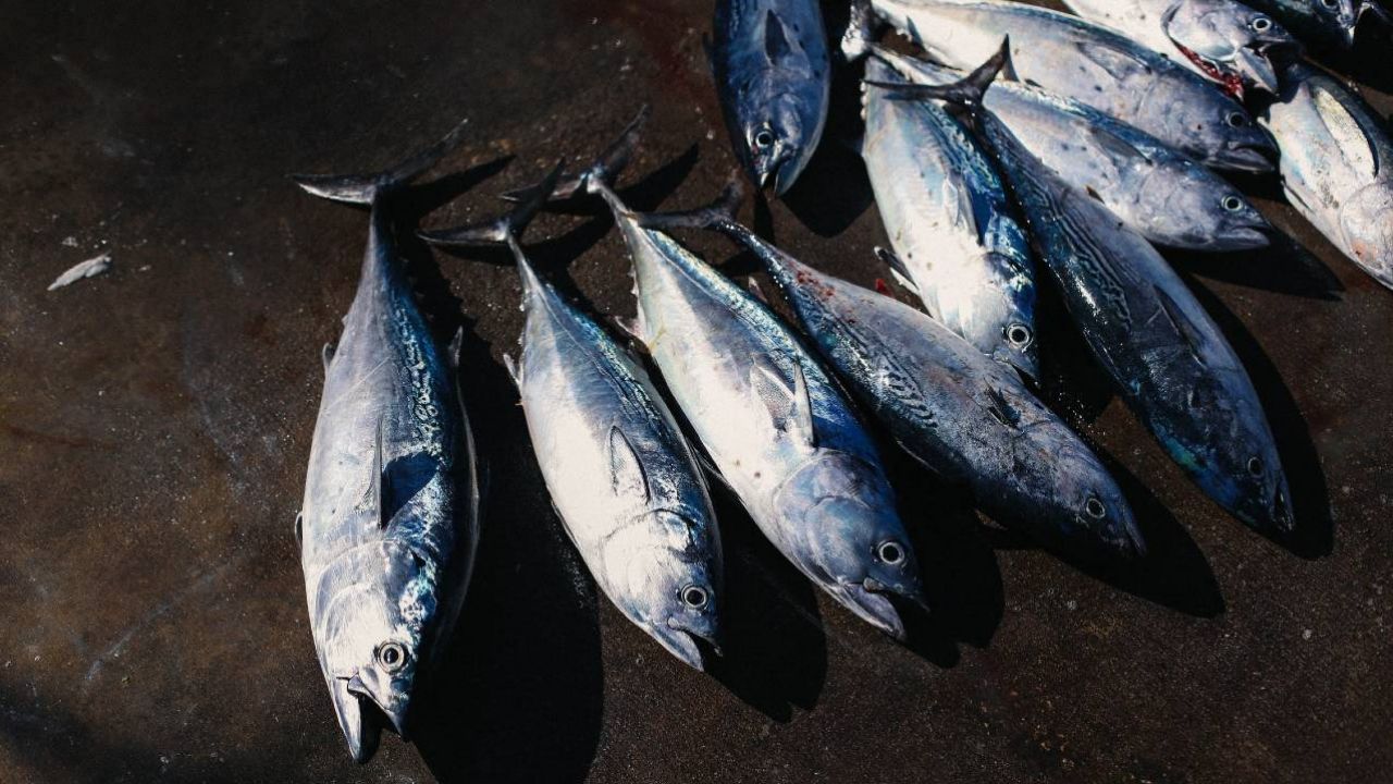 Nadmierne poławianie ryb dotyczy już ponad jednej trzeciej stad (fot. Pexels)